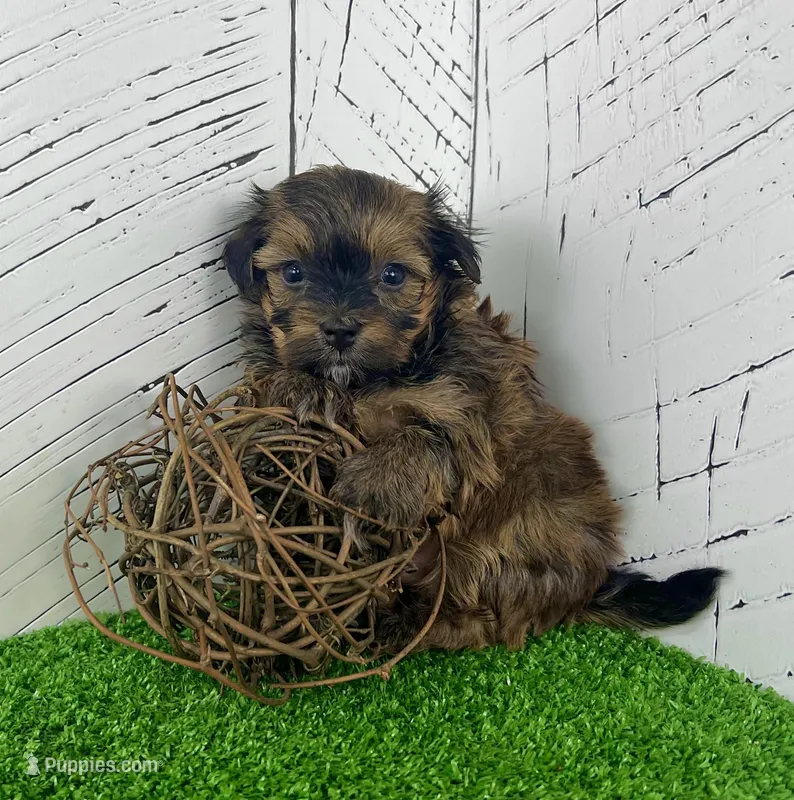 Cooper – Havanese puppy for sale in Berlin, OH