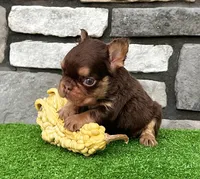 Fabio rojo, a male French Bulldog for sale in Berlin, OH – 3 of 5