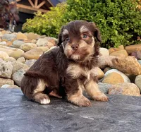Tommy, a male Havapoo for sale in Berlin, OH – 2 of 5