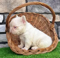 Ace Pink, a male French Bulldog for sale in Berlin, OH – 5 of 6