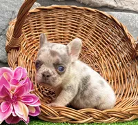 Debbie, a female French Bulldog for sale in Berlin, OH – 5 of 5