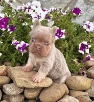 Fancy, a female French Bulldog for sale in Berlin, OH – 3 of 6