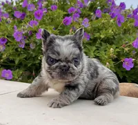 Tiffany , a female French Bulldog for sale in Berlin, OH – 5 of 8