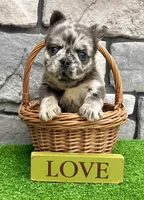 Damon, a male French Bulldog for sale in Berlin, OH – 7 of 7