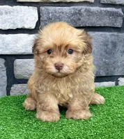 Oscar , a male Havanese for sale in Berlin, OH – 5 of 7