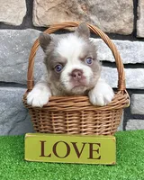 Master, a male French Bulldog for sale in Berlin, OH – 3 of 6