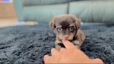 Amber, a female Havanese for sale in Berlin, OH – 5 of 5