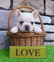 Dakota, a male French Bulldog for sale in Berlin, OH – 7 of 7