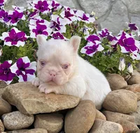 Ace Pink, a male French Bulldog for sale in Berlin, OH – 6 of 6