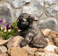 Nick, a male Havanese for sale in Berlin, OH – 2 of 5