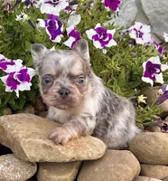 Diego, a male French Bulldog for sale in Berlin, OH – 3 of 7