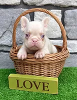 Bugatti Pink, a male French Bulldog for sale in Berlin, OH – 6 of 6
