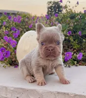 Fancy, a female French Bulldog for sale in Berlin, OH – 5 of 6