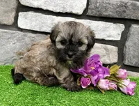 Nancy, a female Havanese for sale in Berlin, OH – 4 of 7