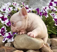 Bugatti Pink, a male French Bulldog for sale in Berlin, OH – 4 of 6