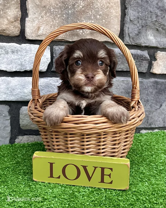 Tommy – Havapoo puppy for sale in Berlin, OH