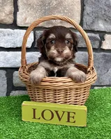 Tommy, a male Havapoo for sale in Berlin, OH – 1 of 5
