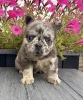 Damon, a male French Bulldog for sale in Berlin, OH – 2 of 7