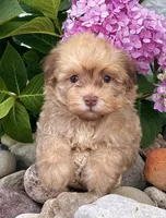 Oscar , a male Havanese for sale in Berlin, OH – 1 of 7