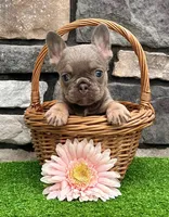Hope, a female French Bulldog for sale in Berlin, OH – 5 of 7