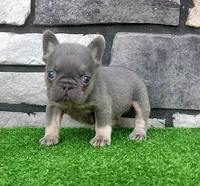 Alex, a male French Bulldog for sale in Berlin, OH – 4 of 6