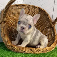 Banjo, a male French Bulldog for sale in Berlin, OH – Photo 3 of 3