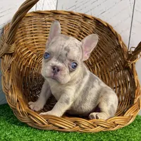 Banjo, a male French Bulldog for sale in Berlin, OH – Photo 3 of 3
