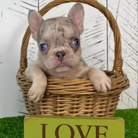 Banjo, a male French Bulldog for sale in Berlin, OH – Photo 2 of 3