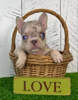 Banjo, a male French Bulldog for sale in Berlin, OH – Photo 2 of 3