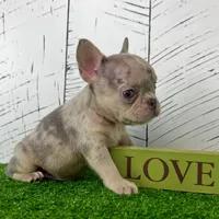 Banjo, a male French Bulldog for sale in Berlin, OH – Photo 1 of 3