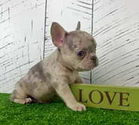 Banjo, a male French Bulldog for sale in Berlin, OH – Photo 1 of 3