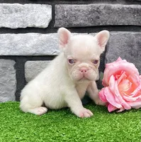 Ariel Pink, a female French Bulldog for sale in Berlin, OH – 3 of 6