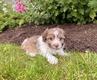 Gizmo , a male Havanese for sale in Berlin, OH – 5 of 6