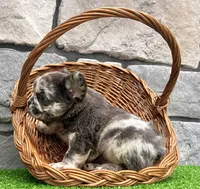 Damon, a male French Bulldog for sale in Berlin, OH – 4 of 7