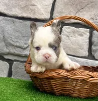 Dakota, a male French Bulldog for sale in Berlin, OH – 3 of 4
