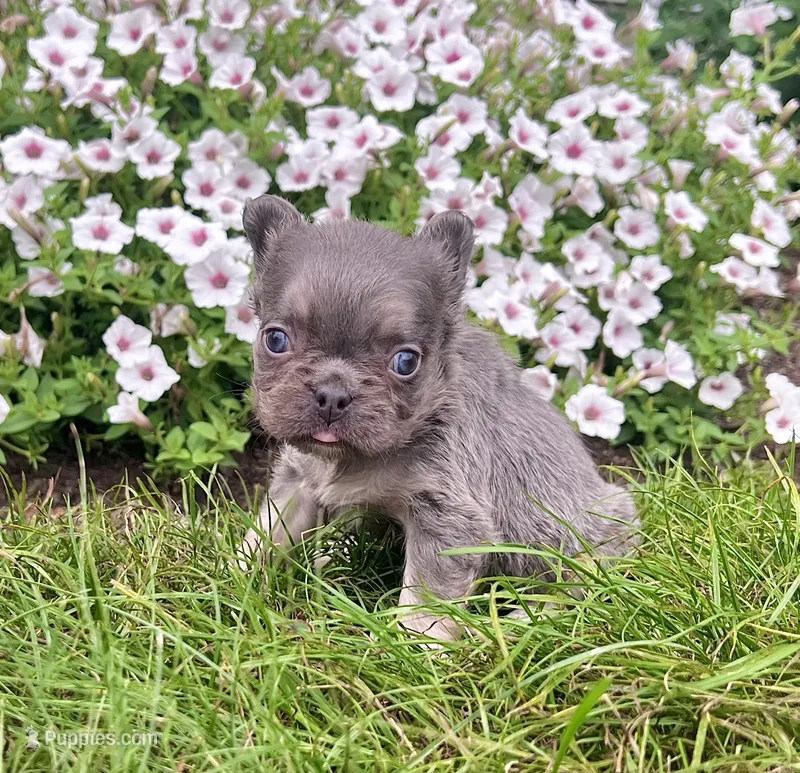 Bliss – French Bulldog puppy for sale in Berlin, OH