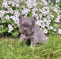 Bliss, a female French Bulldog for sale in Berlin, OH – 1 of 6