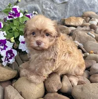 Oscar , a male Havanese for sale in Berlin, OH – 4 of 7
