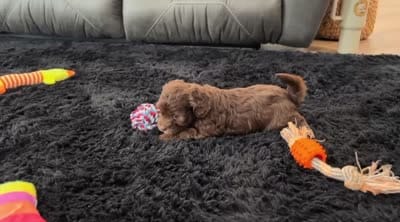 Timmy, a male Havapoo for sale in Berlin, OH – 7 of 7