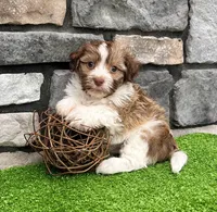 Gizmo , a male Havanese for sale in Berlin, OH – 6 of 6