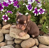 Fabio rojo, a male French Bulldog for sale in Berlin, OH – 5 of 5