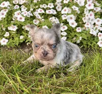 Diego, a male French Bulldog for sale in Berlin, OH – 6 of 7