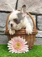 Daffy, a female French Bulldog for sale in Berlin, OH – 2 of 5