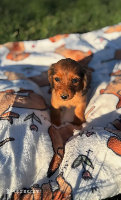 Dixie – Miniature Dachshund puppy for sale in Pueblo, CO