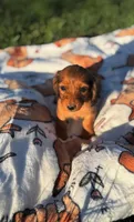 Dixie, a female Miniature Dachshund for sale in Pueblo, CO – Photo 1 of 3