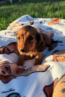 Dixie, a female Miniature Dachshund for sale in Pueblo, CO – Photo 3 of 3