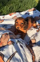 Dixie, a female Miniature Dachshund for sale in Pueblo, CO – Photo 2 of 3