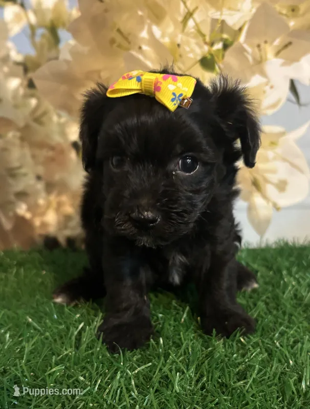TINY Emma – Maltipoo puppy for sale in Pueblo, CO