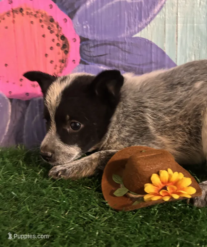 Mini Max – Australian Cattle Dog puppy for sale in Pueblo, CO