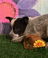 Mini Max, a male Australian Cattle Dog for sale in Pueblo, CO – 1 of 2